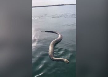 Sucuri-verde gigante é encontrada morta em lago do Rio Tocantins; animal pode chegar a 7 metros, diz bióloga