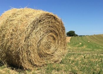 Excesso de Umidade Afeta Produtividade de Alfafa no RS