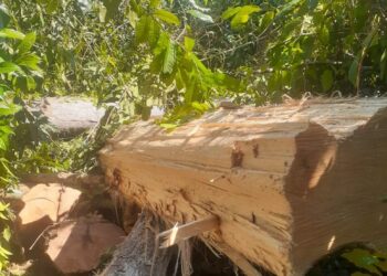 Homem de 58 anos morre ao ser atingido por árvore