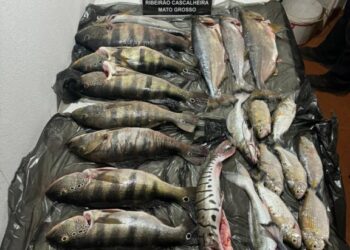 Polícia Civil prende 6 pessoas por crime ambiental durante Operação Curupira