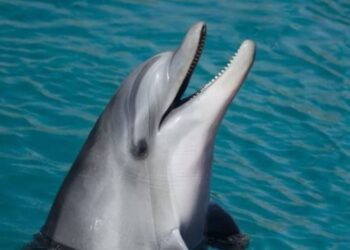 Ataques em praias podem ser culpa de golfinho sexualmente frustrado