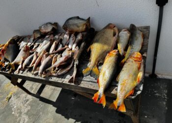 Polícia Civil prende pescador profissional que comercializava pescado irregular em Várzea Grande
