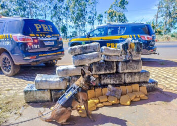 Caminhoneiro é preso transportando 318 kg de skunk na BR-364 | RDNEWS