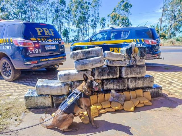 Caminhoneiro é preso transportando 318 kg de skunk na BR-364