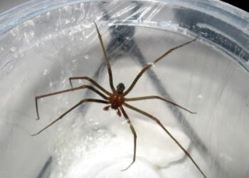 Aranha que causa necrose comum em lares brasileiros