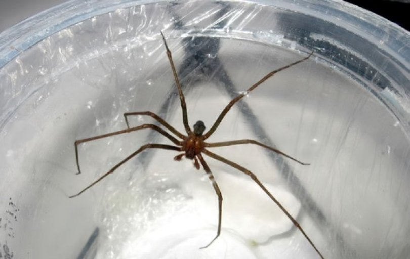 Aranha que causa necrose comum em lares brasileiros