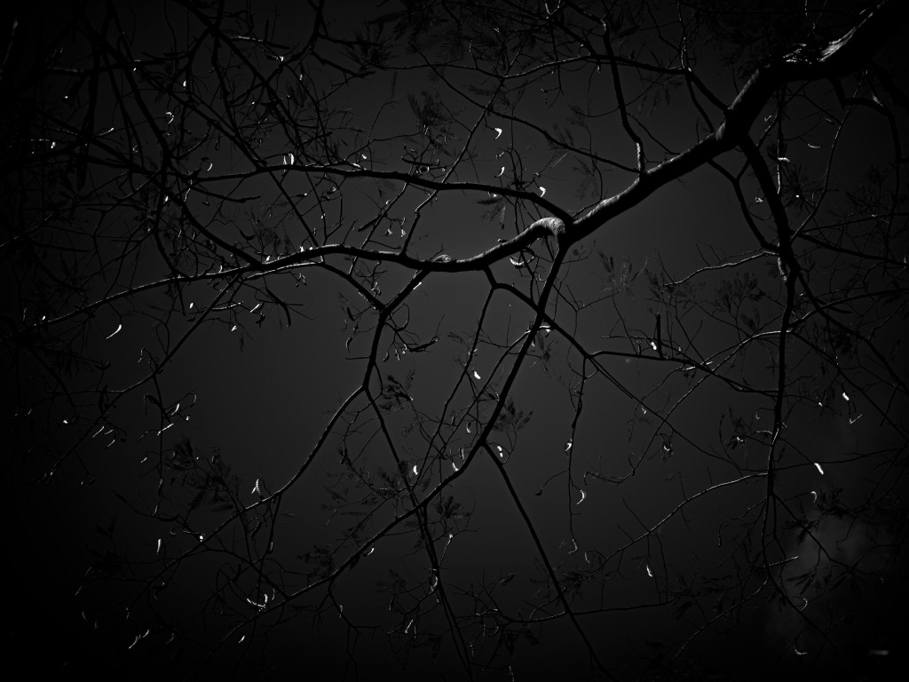 Exposiï¿½ï¿½o ?Flora Et Lumen?, do fotï¿½grafo e artista visual Fred Gustavos