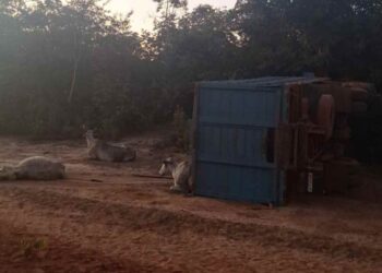 Motorista morre após capotar caminhão carregado de bois em MT