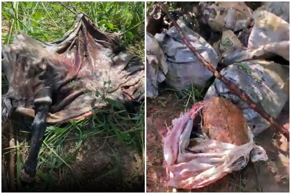 Polícia investiga suspeita de comercialização de carne de cavalo