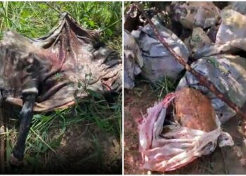 Polícia investiga suspeita de comercialização de carne de cavalo