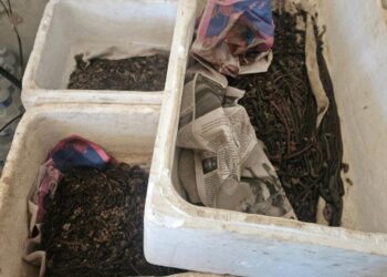 Operao apreende 2,8 mil unidades de iscas vivas em MT