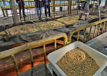 PF apreende soja de MT com areia e serragem em porto no PR