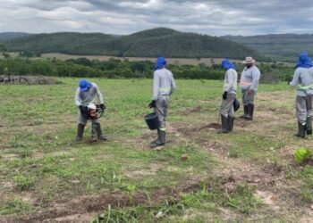 Áreas de recuperação ambiental serão ampliadas com investimentos internacionais