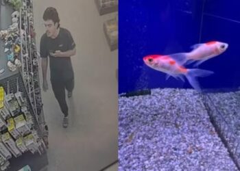 Homem denunciado aps entrar em pet shop, engolir peixe vivo