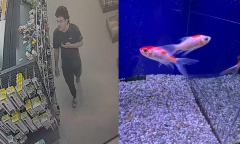 Homem denunciado aps entrar em pet shop, engolir peixe vivo