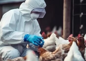 Cear registra foco de gripe aviria em criao domstica | FOLHAMAX