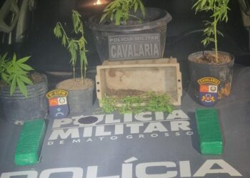 Cavalaria prende dois homens com tabletes e pés de maconha em Alto Paraguai