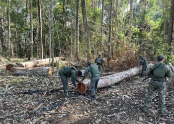 Polícia Militar fecha área de extração ilegal de madeira em região da floresta amazônica