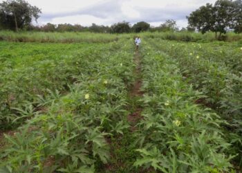 Prefeitura de Várzea Grande divulga valores da terra nua e prazo de entrega de ITR
