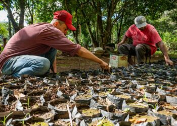 Fungo que afeta trabalhadores rurais é alvo de estudo com SEAF