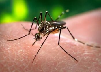 Campo Grande confirma primeira morte por dengue em 2025 | Mato Grosso do Sul