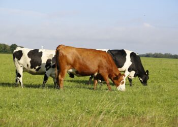Vaca-louca: como proteínas podem infectar seres vivos?