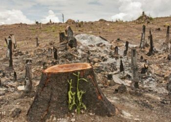 Por multa de R$ 37 mil, Estado processa fazendeira que morreu h 14 anos em MT | FOLHAMAX