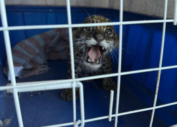 Filhote de onça-pintada é resgatado em propriedade rural de Barra do Garças | RDNEWS