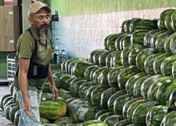 Melancia e Coco verde lideram custo-benefício na venda por atacado, revela boletim do ProHort | RDNEWS