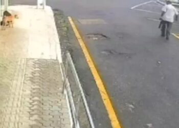 Idoso preso por envenenar comida e matar ces de rua | FOLHAMAX