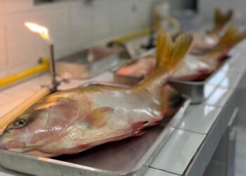 Pesquisadores buscam eliminar Salmonella em peixes nativos
