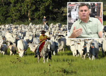 Após Lei do Pantanal, produtor vê êxodo da pecuária no bioma: Difícil aplicação | RDNEWS
