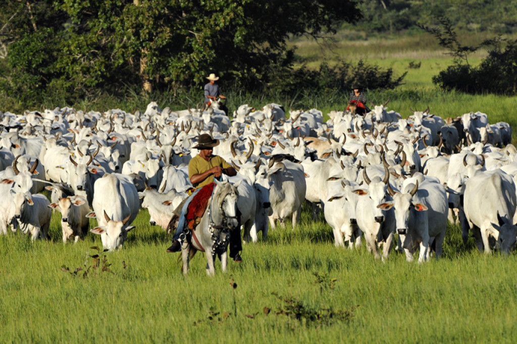 Pecuï¿½ria extensiva no Pantanal mato-grossense