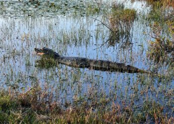 Jacarés começam a ser retirados de lago em Maracajaú
