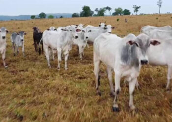 Fazendeiro é suspeito de furtar e vender cabeças de gado do vizinho | RDNEWS