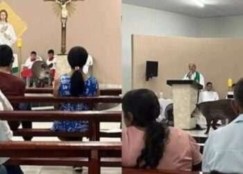 Visitante inesperado: anta rouba a cena durante missa | FOLHAMAX