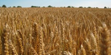 Mercado de trigo brasileiro segue lento com agentes defensivos e baixa liquidez