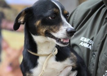 Saiba como adotar um pet de forma responsável