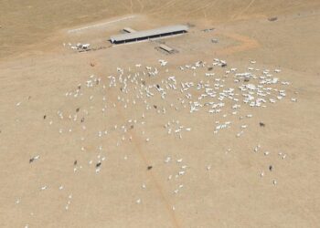 Fazendeiro de MT faz “lavagem de gado” criado em TI, diz ONG