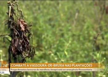 Praga vassoura-de-bruxa: Governo Federal reconhece emergência em 8 cidades do Amapá