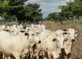 Acrimat leva estudos sobre carbono no Pantanal e “boi verde” à COP-30 | RDNEWS