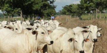 Acrimat leva estudos sobre carbono no Pantanal e “boi verde” à COP-30 | RDNEWS