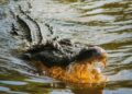 Adolescente sofre ataque de crocodilo enquanto pesca em praia | FOLHAMAX
