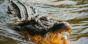 Adolescente sofre ataque de crocodilo enquanto pesca em praia | FOLHAMAX