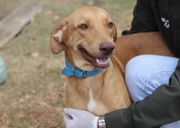 Prefeitura inicia programa de castração animal, em Barra do Garças