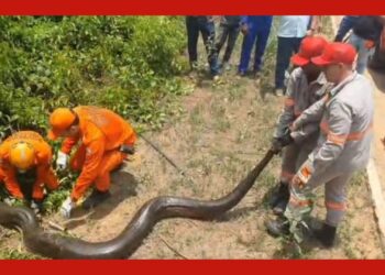 Sucuri causa tumulto na população e é resgatada por bombeiros