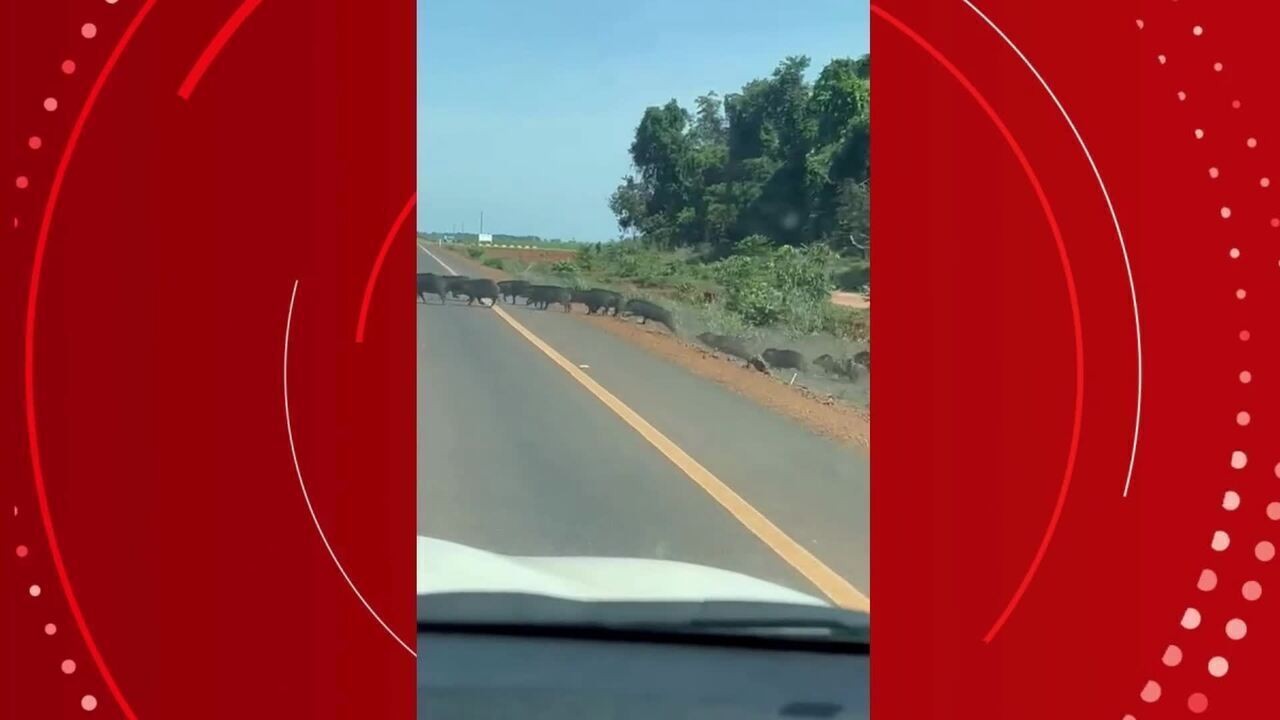 VÍDEO: centenas de porcos selvagens atravessam rodovia, caem em buraco de lama e impressionam motoristas em MT