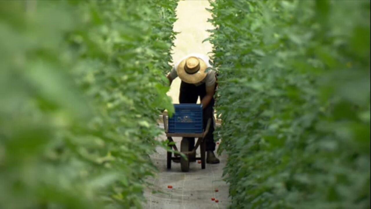 Maior produtor de soja do país, Mato Grosso enfrenta falta de frutas, verduras e legumes
