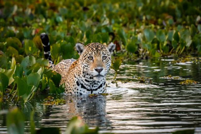 Pantanal tem recorde de anomalia com aumento de 2ºC na temperatura em 2024 | RDNEWS
