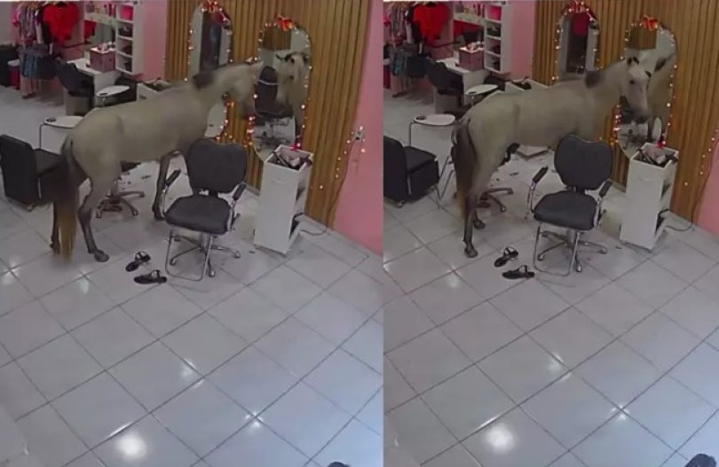 Cavalo invade salo de beleza para se olhar no espelho | FOLHAMAX